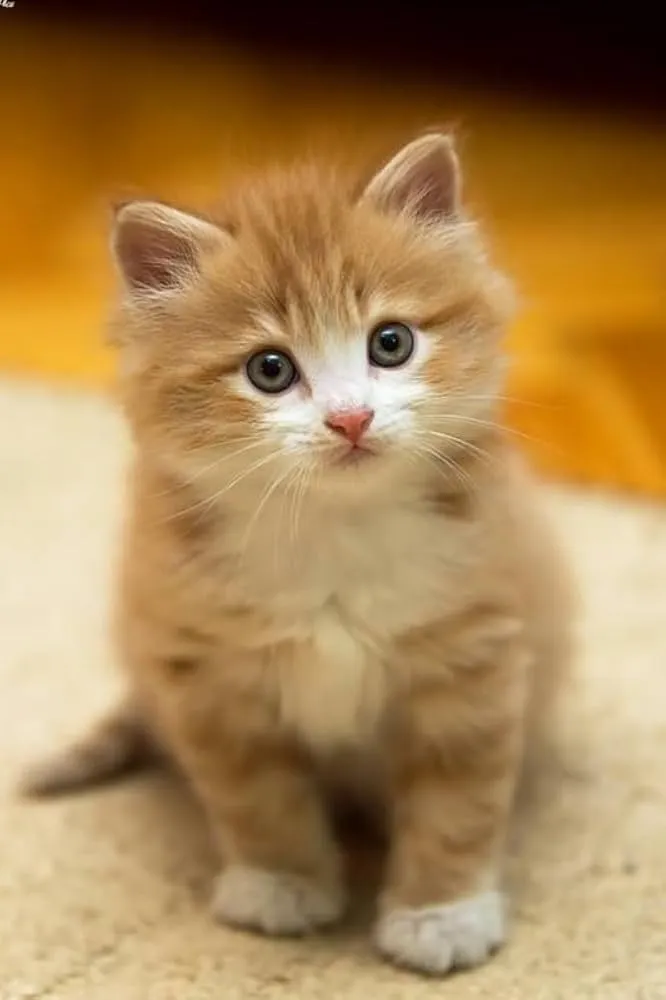 Cat daycare in Delhi NCR Delhi NCR