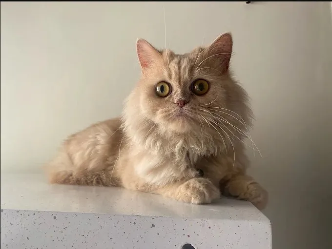 Cat boarding in Delhi NCR