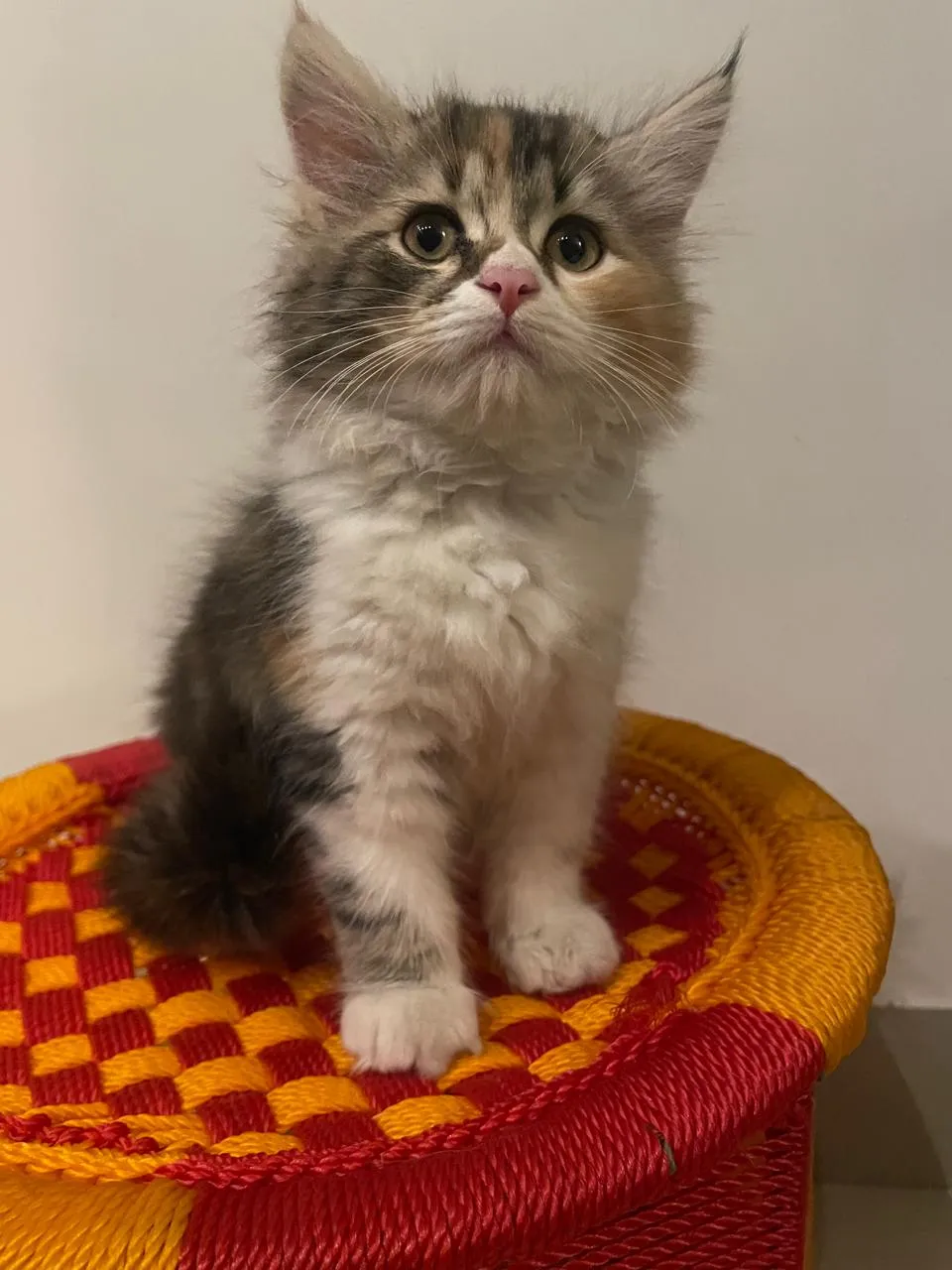 Cat daycare in Delhi NCR Delhi NCR