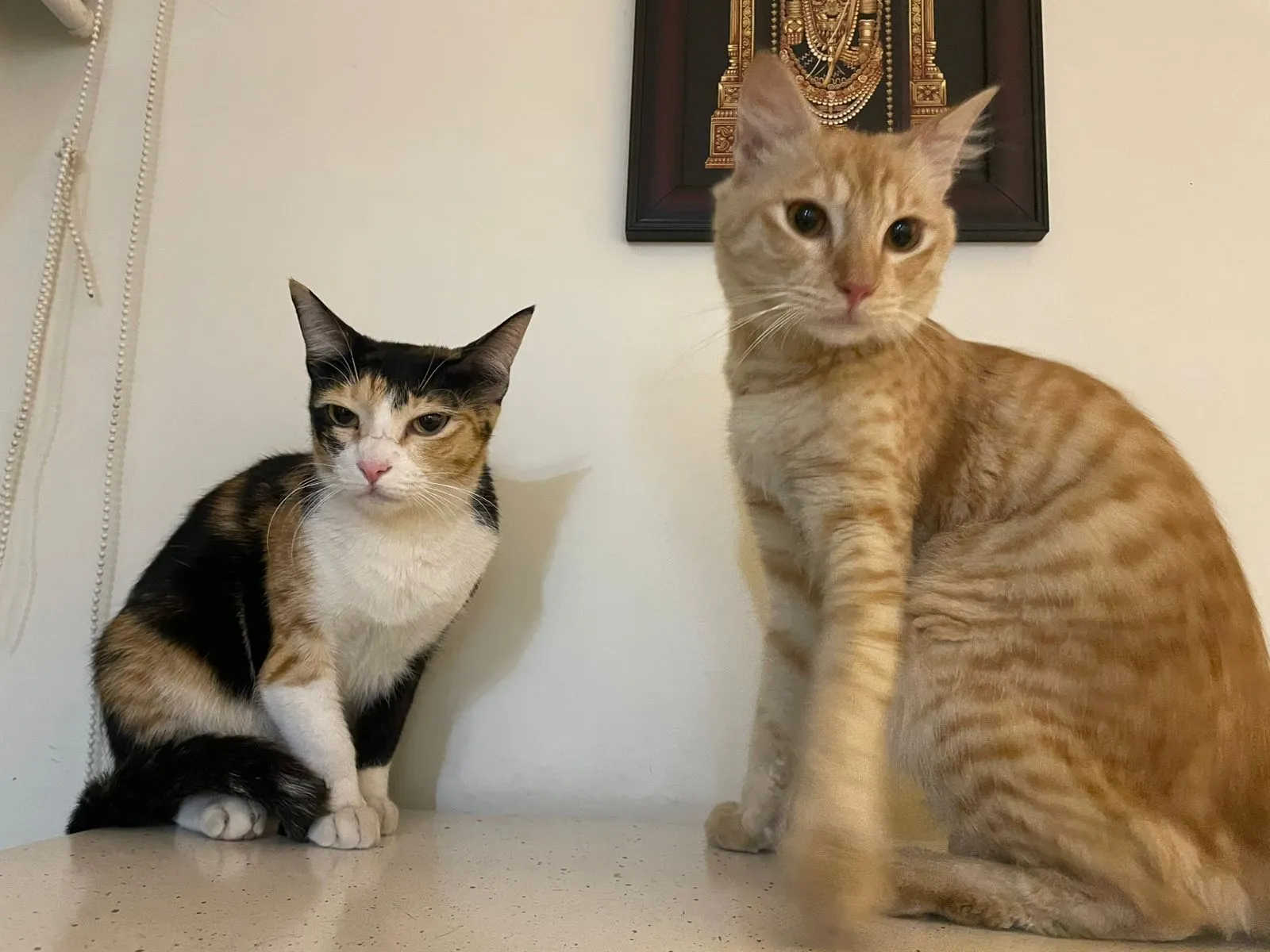 Cat daycare in Delhi NCR Delhi NCR