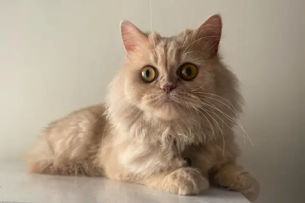 Cat Day Care Near Me