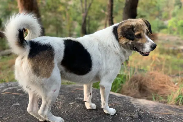 Dog Day Care Rajnagar Extension