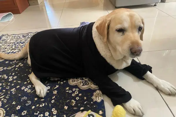 Dog Day Care Near Me